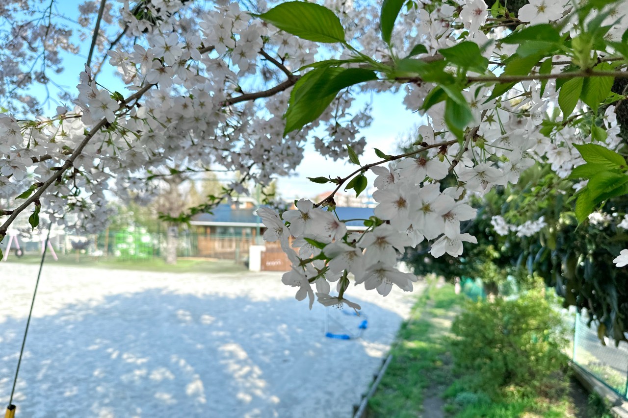 神大寺幼稚園の桜